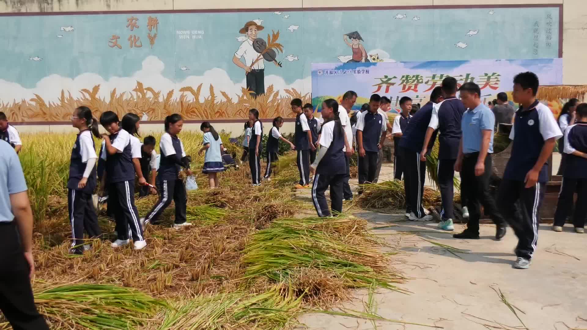 长沙：师生稻田收割忙 感受丰收的喜悦