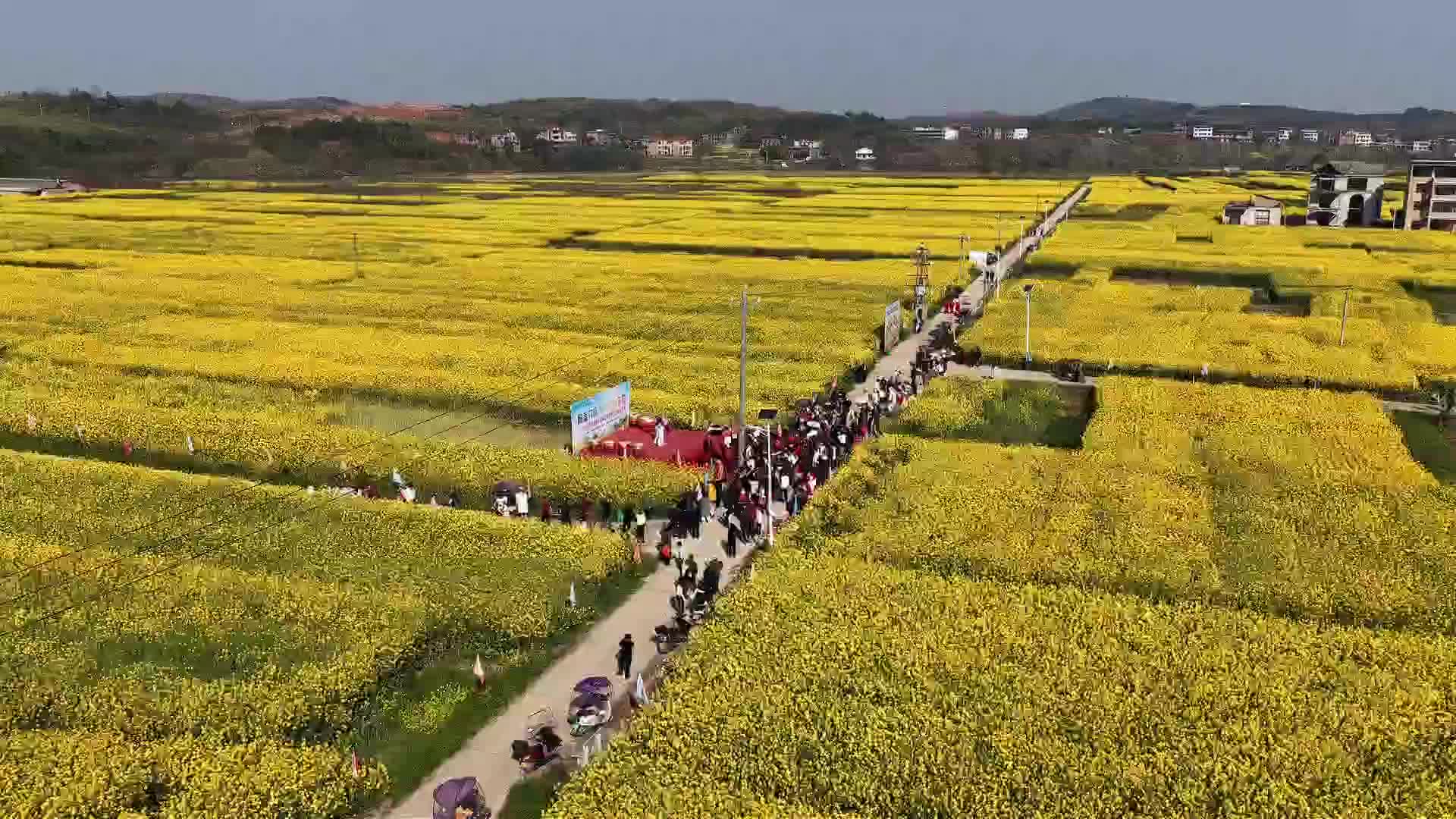 耒阳：千亩花海迎客 农旅融合促振兴