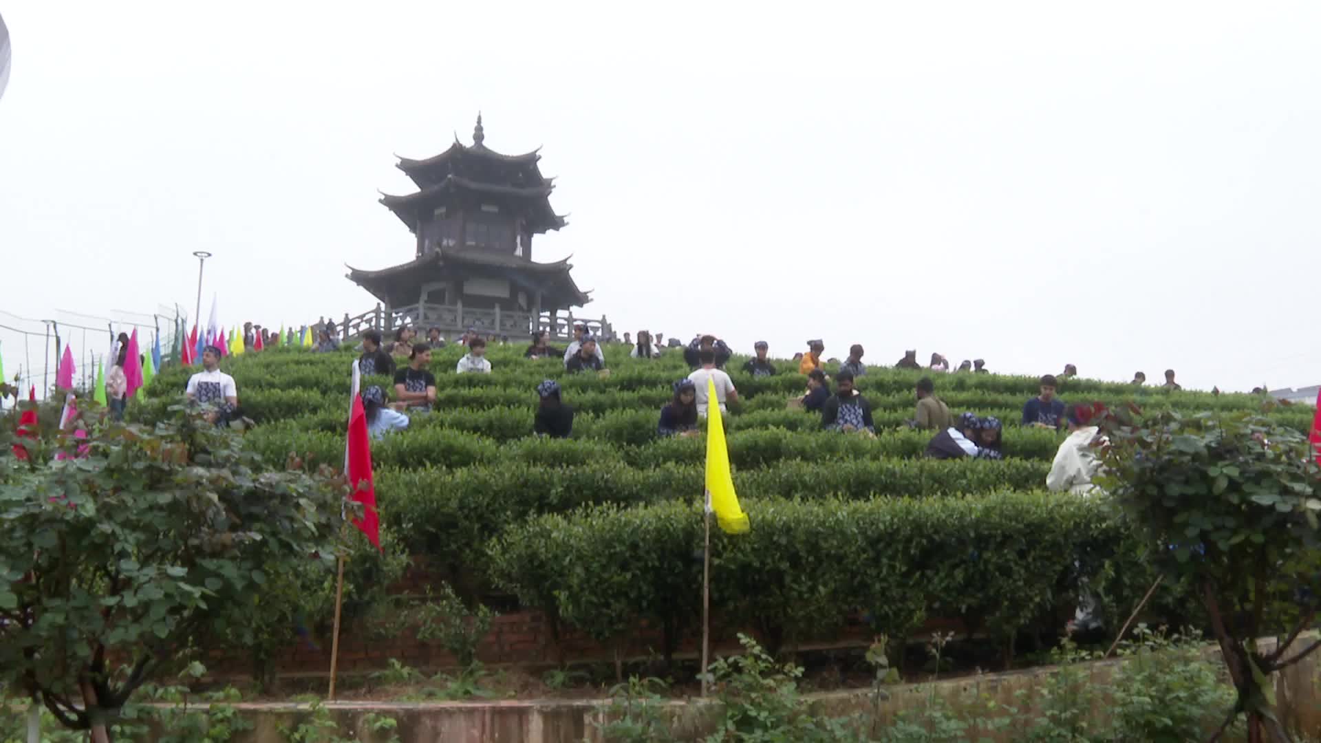 高校举行采茶节  赋能学生劳动实践