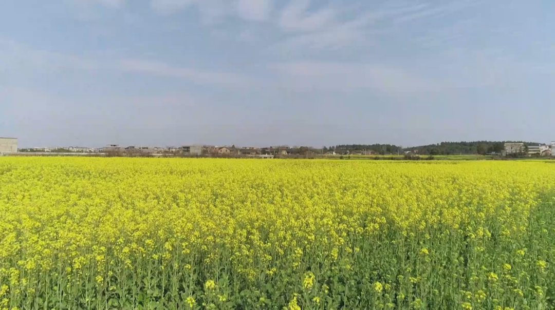 新春踏青：我省各地亲子游 赏花游受青睐
