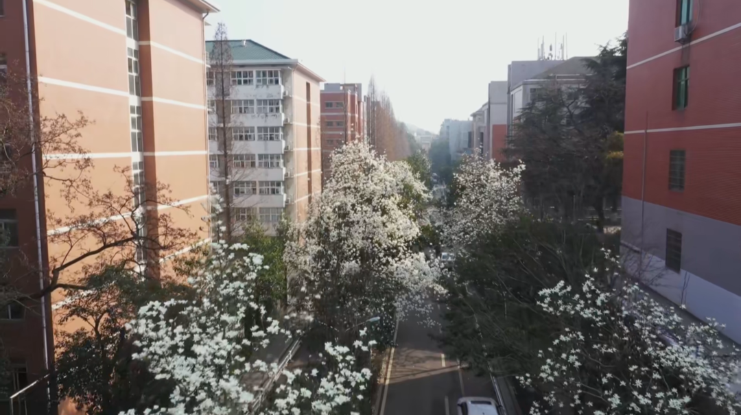 “花”点时间逛校园：藏不住的高校花海