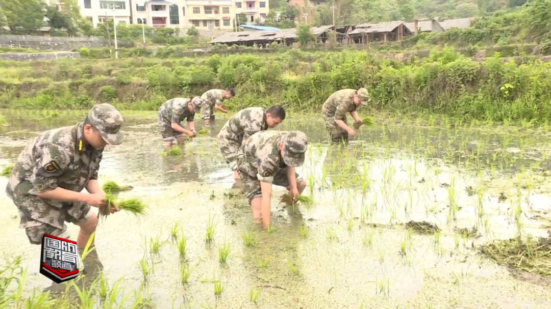 娄底冷水江：民兵抢抓农时助春耕