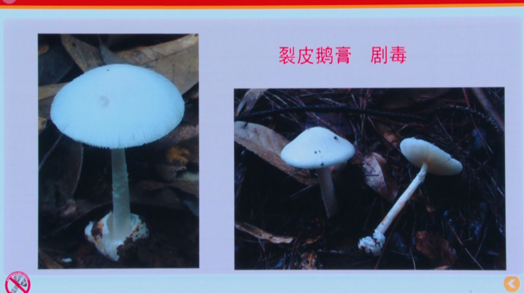 湖南将量产毒蘑菇检测试剂盒 30分钟内出结果