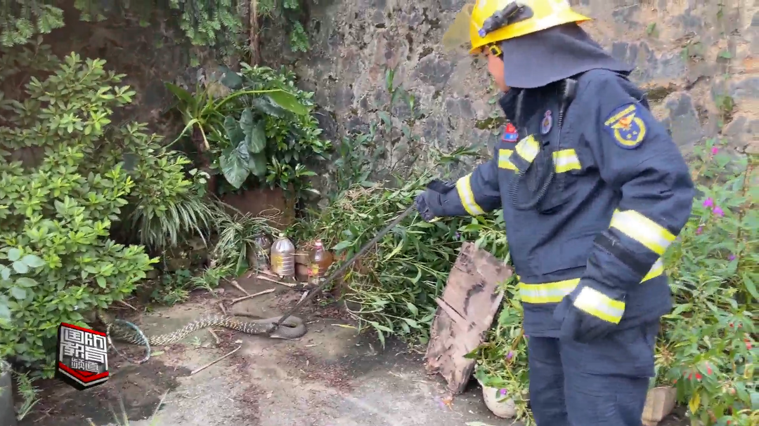 株洲炎陵：居民家中有蛇出没 消防上门捕捉