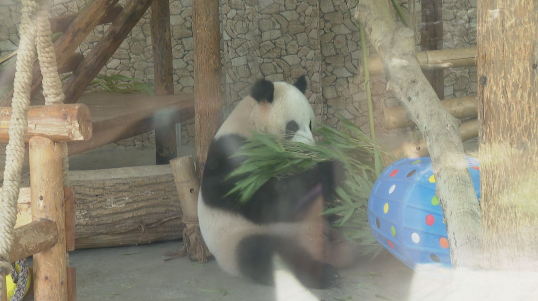 长沙生态动物园：夏日炎炎 看动物们花式避暑