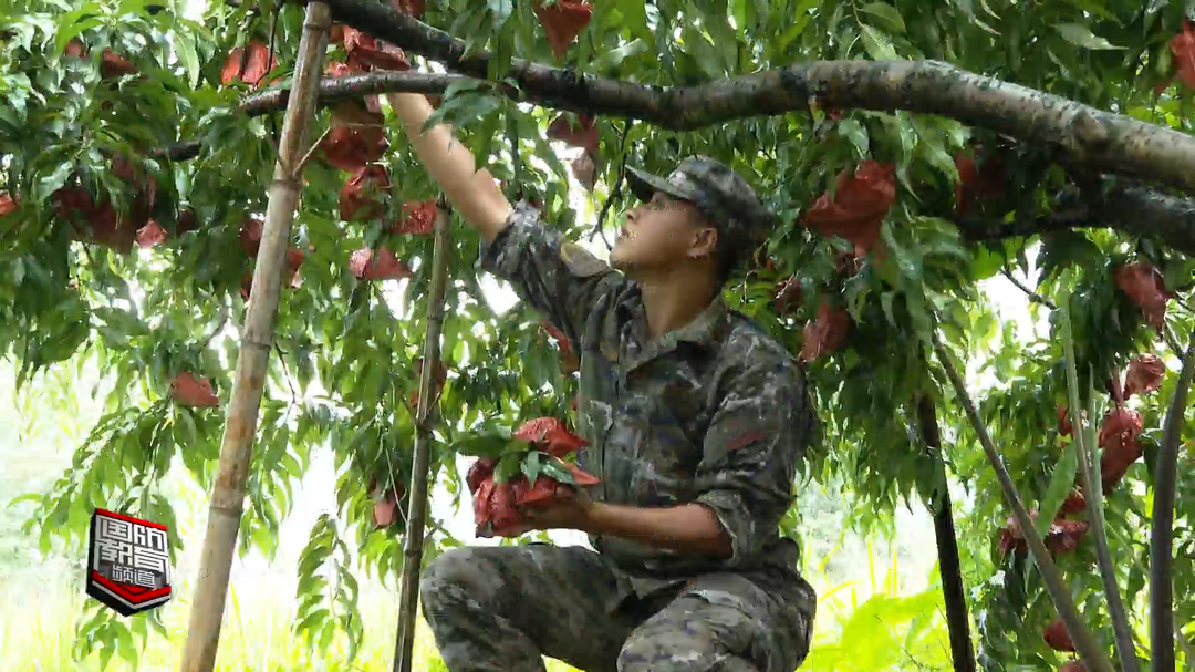株洲炎陵：武警官兵助力果农采摘销售黄桃