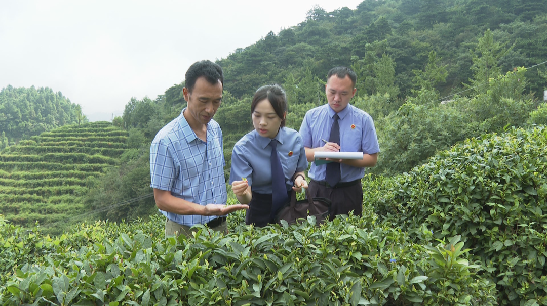 小绿叶成就大产业  检察力量守护南岳云雾茶