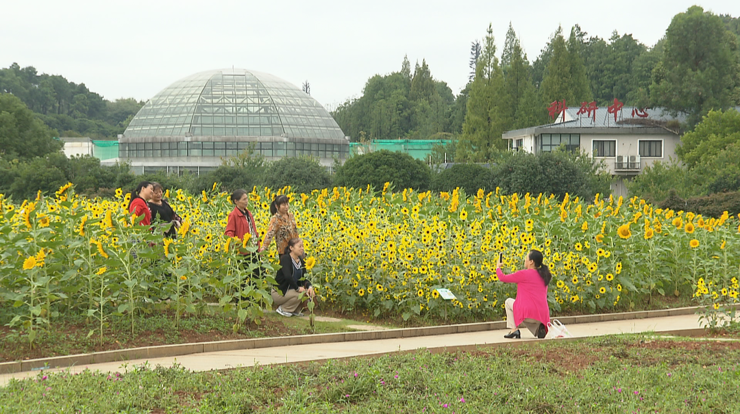 湖南省植物园：近10万株向日葵竞相盛放
