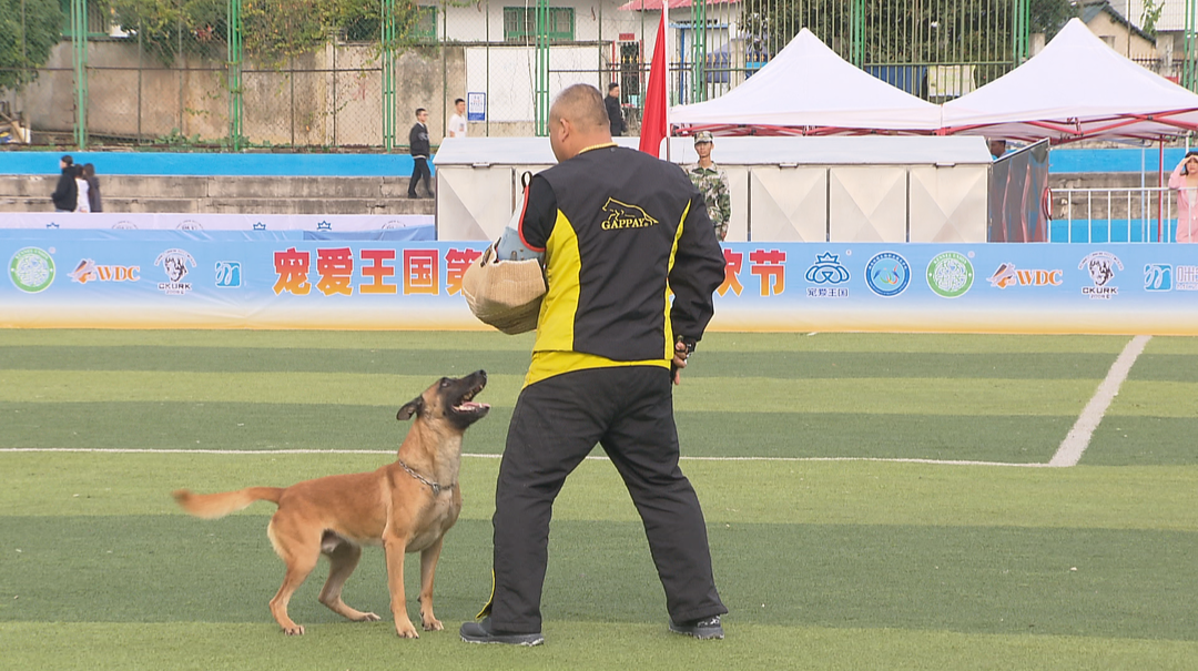 300余只犬运动竞技 首届中国大学生宠物世界运动会在衡阳举行