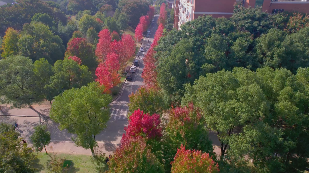 大美校园：湖南农业大学的枫叶红了