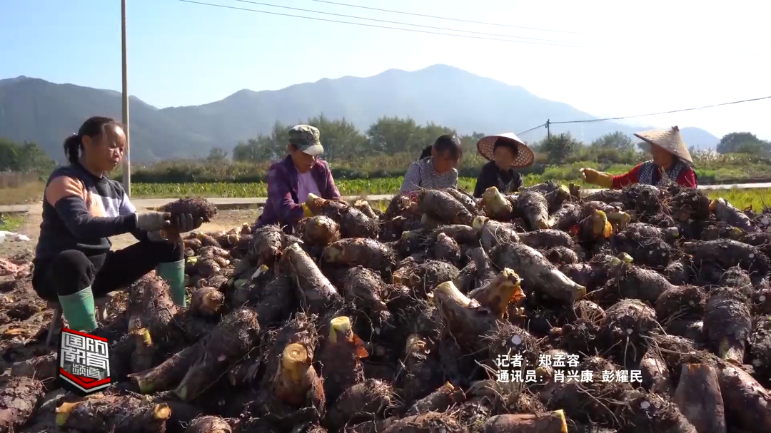 乡村振兴添动力——永州蓝山：香芋成熟获丰收