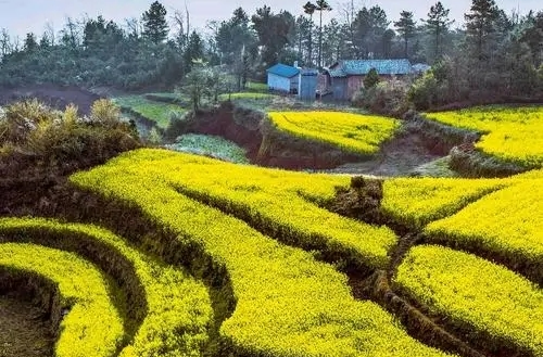 湖南农业大学：用油菜铺就多彩致富路