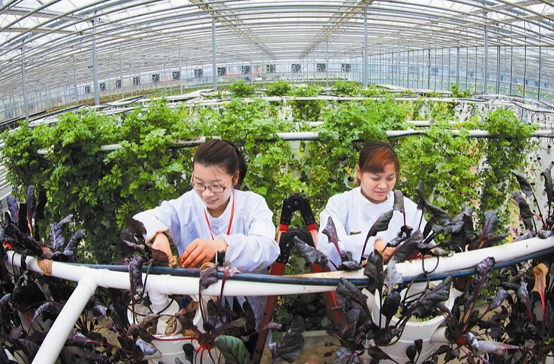 計劃招生3000人，招生專業共7個！湖南2024年“農民大學生培養計劃”出爐