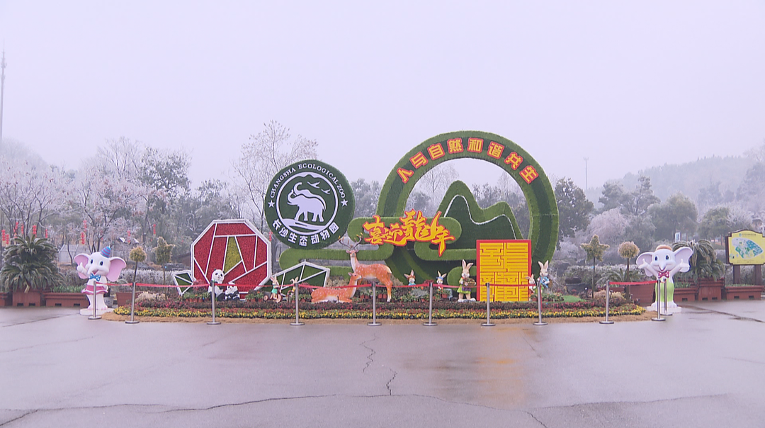 春节去哪玩：看龙族动物联播 赏新春庙会