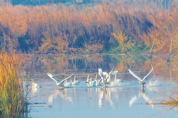 自然保护区采桑湖管理站站长余志兵指点记者用观鸟望远镜搜寻候鸟身影