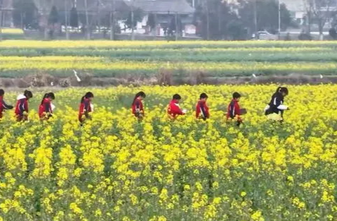 “它要来了，油菜花立马长出大喇叭”