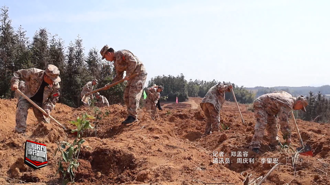 常德汉寿组织基干民兵开展植树活动