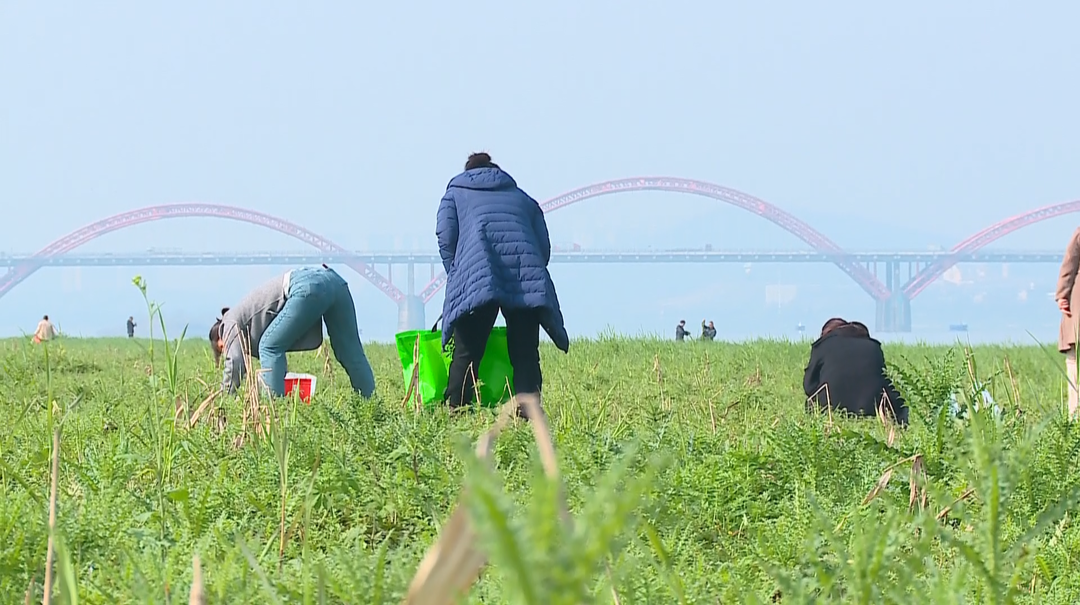 湖南省疾控中心：路边的野菜 勿随意采食