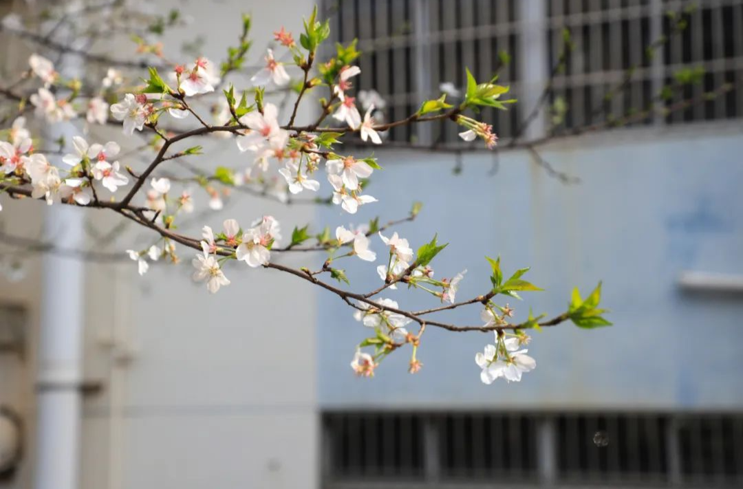 湖南高校“校花”大赏，你PICK哪一个？