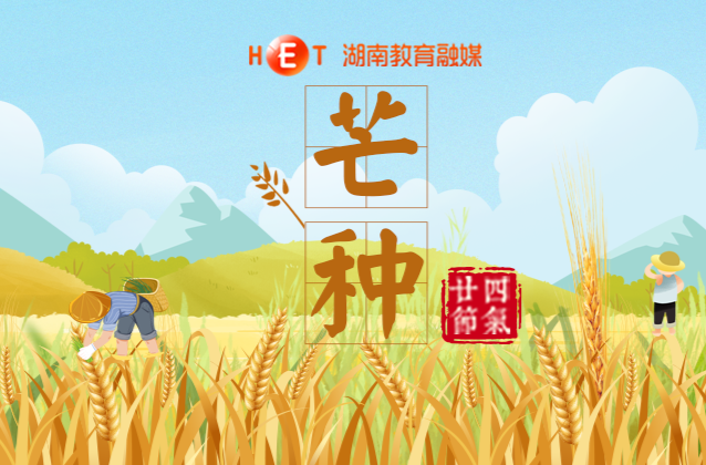 芒种至，麦穗香