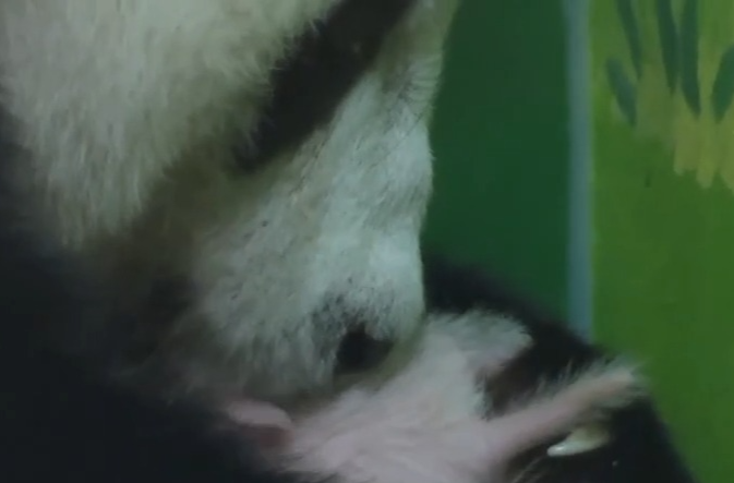 全球唯一大熊猫三胞胎大姐“萌萌”当妈妈了