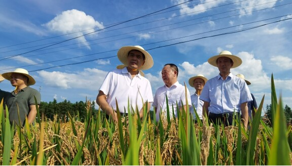 湖南省农科院专家深入一线，指导灾后农业恢复生产