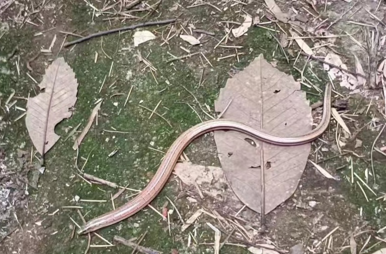 似蛇不是蛇！邵阳南山国家公园发现新记录物种
