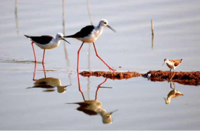 中国黄（渤）海候鸟栖息地（第二期）被列入《世界遗产名录》