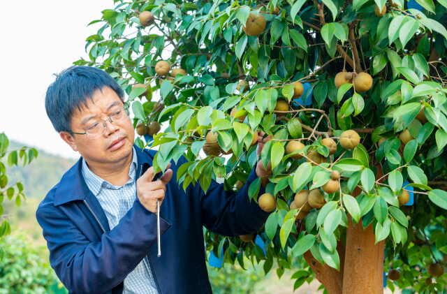 产量翻4倍！中南林业科技大学实现油茶育种新突破