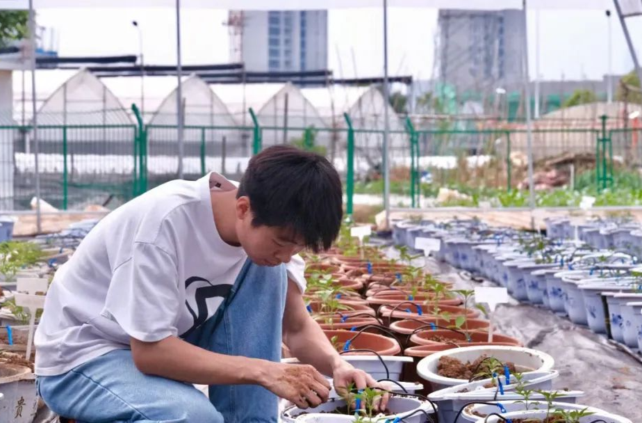 99年湖南大学生边读书边种辣椒，成果推广到全球