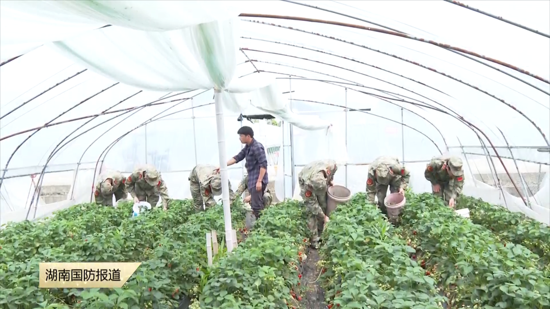 民兵暖心助农 传递“莓”好