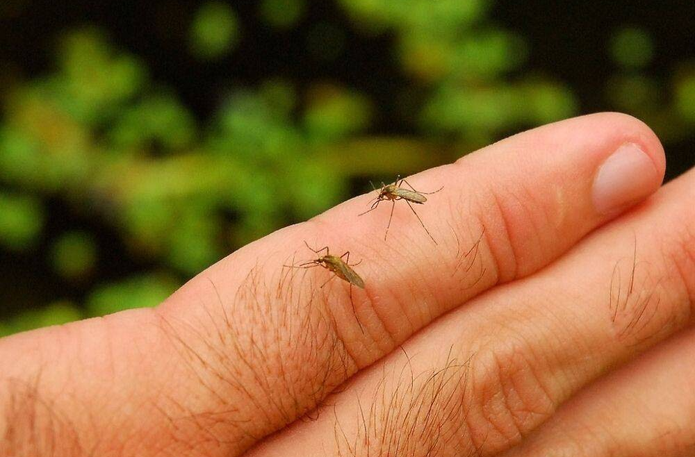 高热+关节痛？湖南疾控提醒：警惕基孔肯雅热