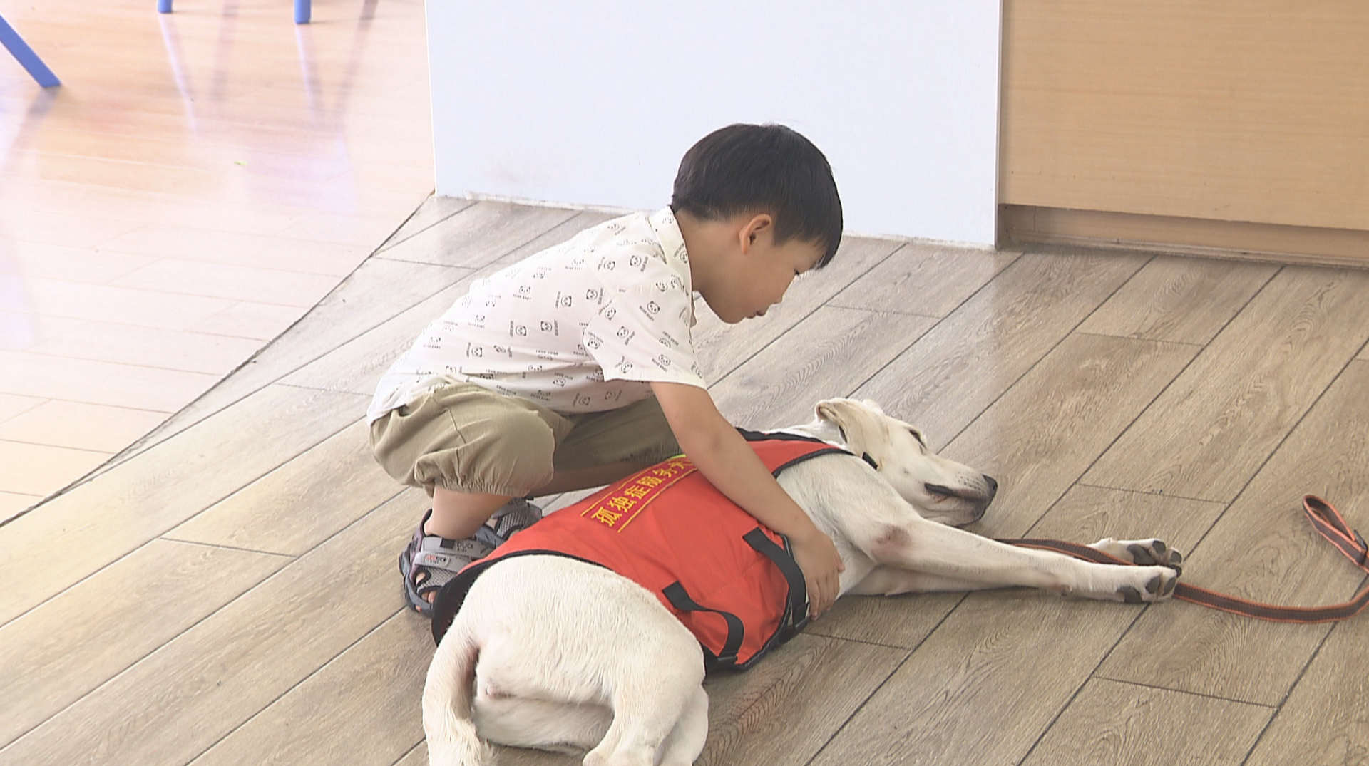 孤独症服务犬长沙“上岗”  陪伴点亮 “星孩” 康复路