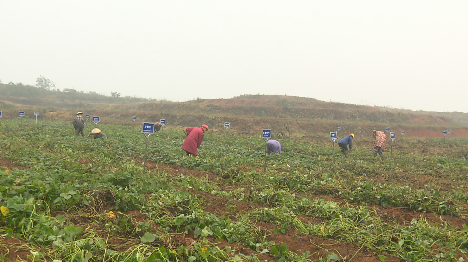 国家甘薯新品种展示与观摩会在汨罗举办