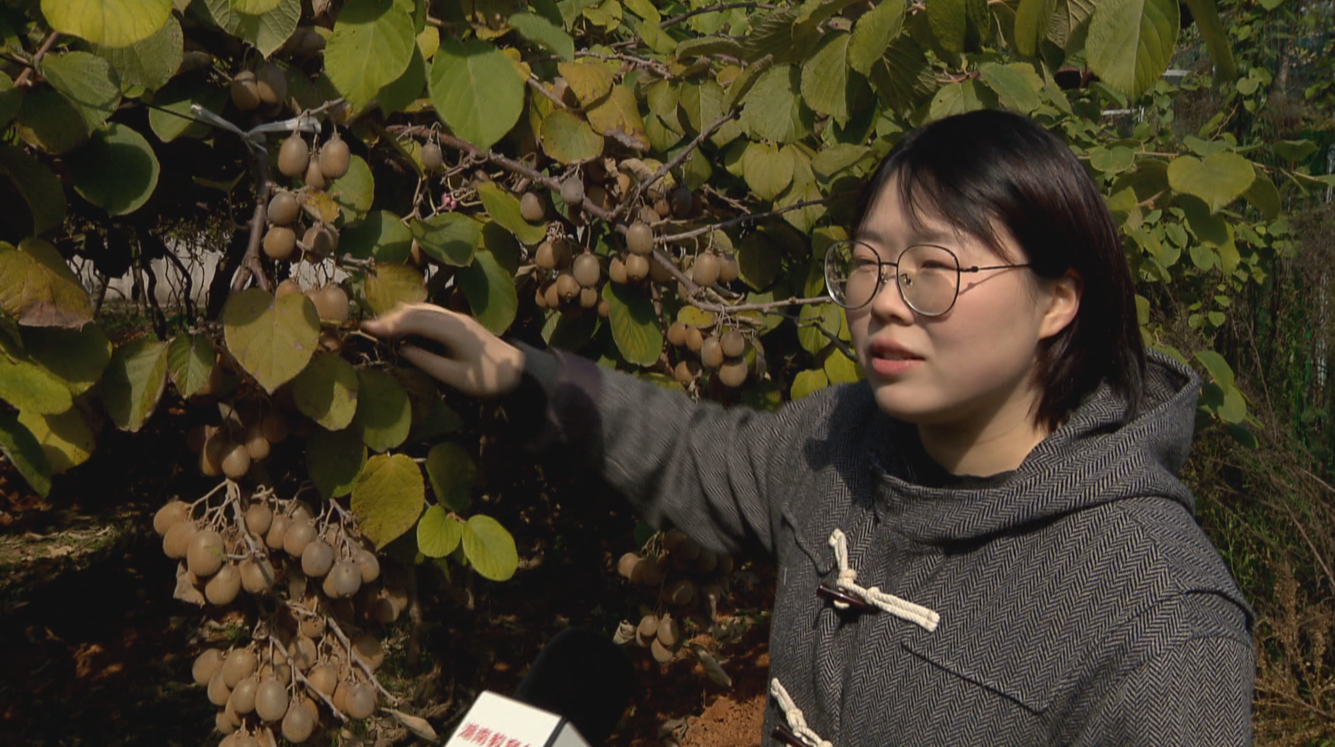 “创”享青春 “湘”当有为：培育猕猴桃新品种 助力乡村振兴