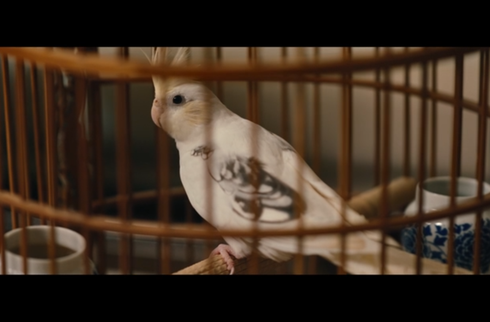 优秀网络剧、网络电影（微电影）完成片《鹦鹉的营生》