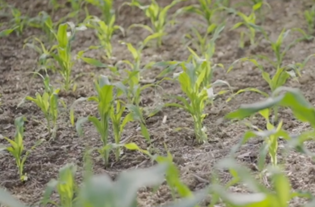 网络纪录片二等奖作品《田埂上的平仄》