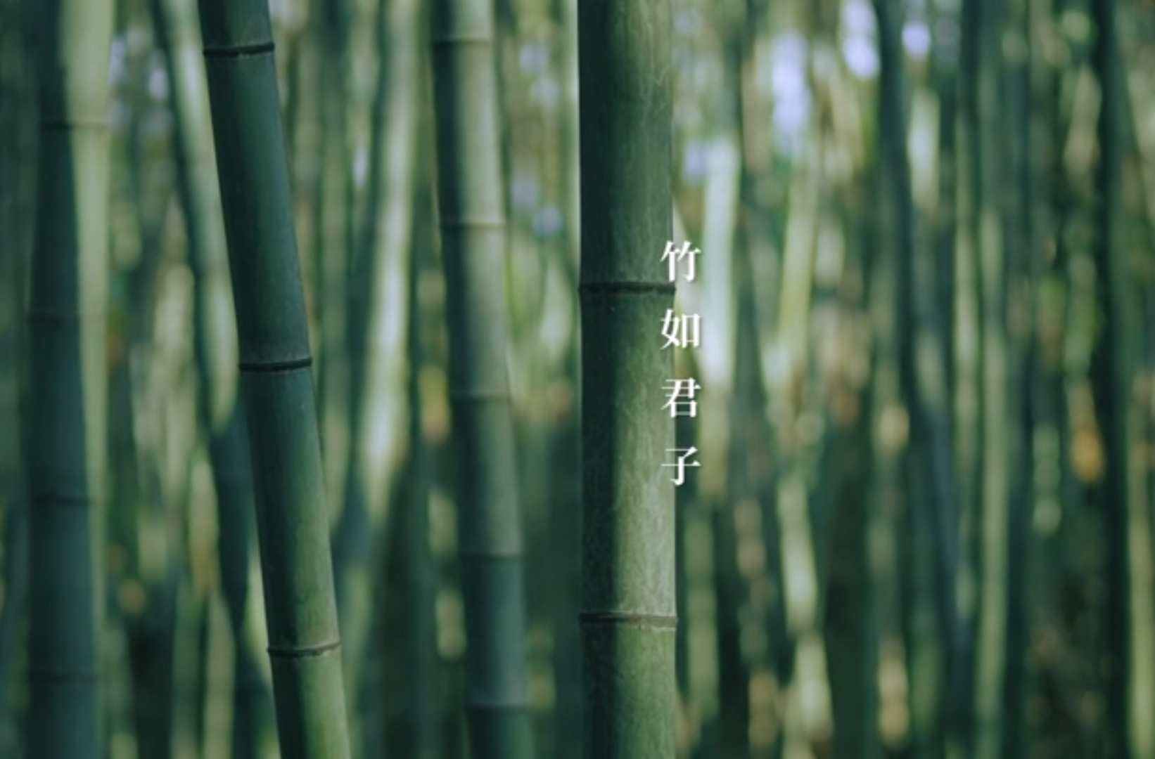 网络短视频二等奖作品《竹光同辉》