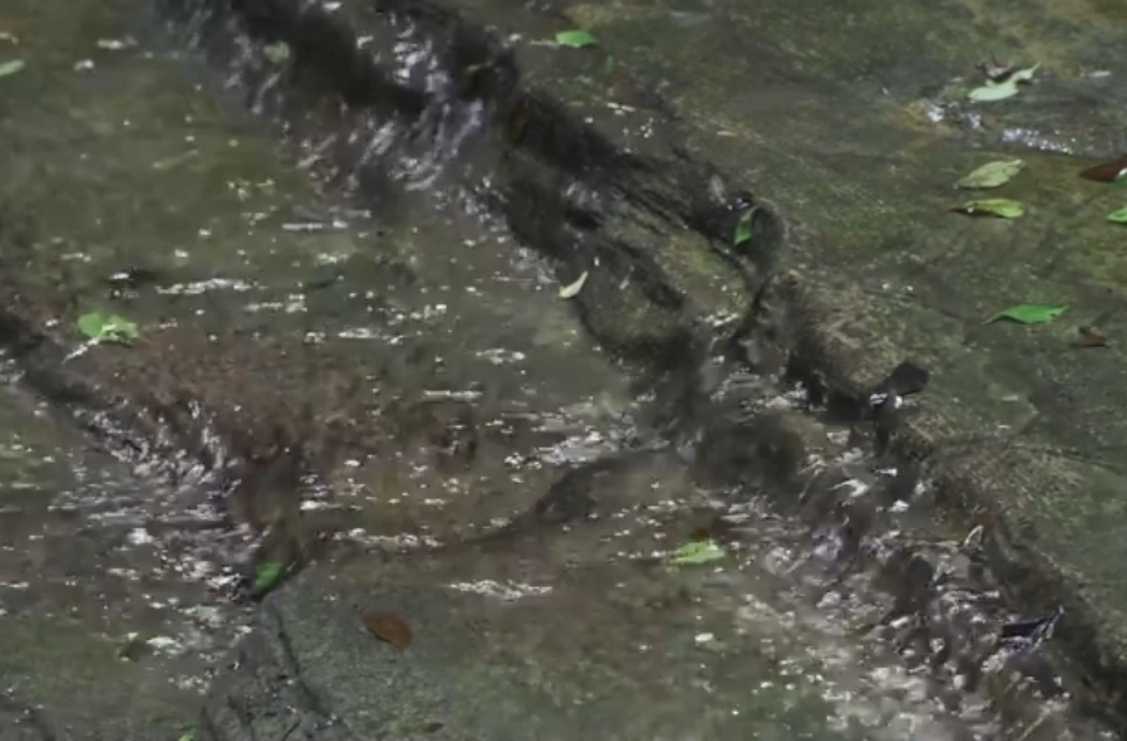 大学生纪实短片二等奖作品《揽药之心》