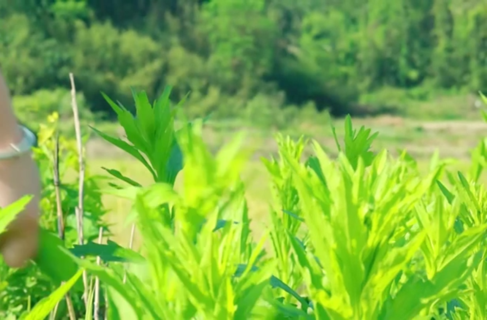 大学生剧情短片三等奖作品《妞妞的小猪》