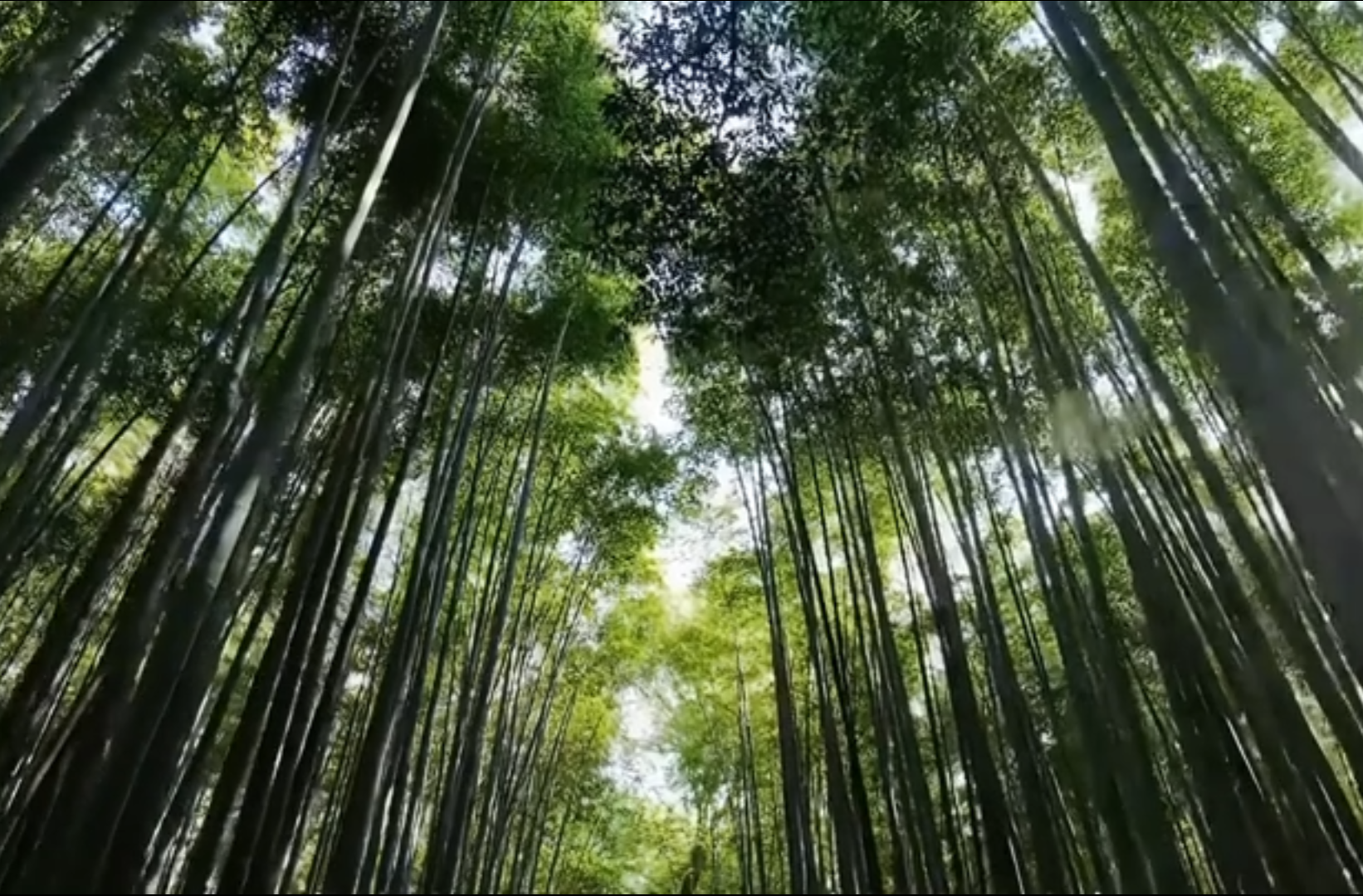 大学生纪实短片三等奖作品《纸间湘情：从竹林到笔端》