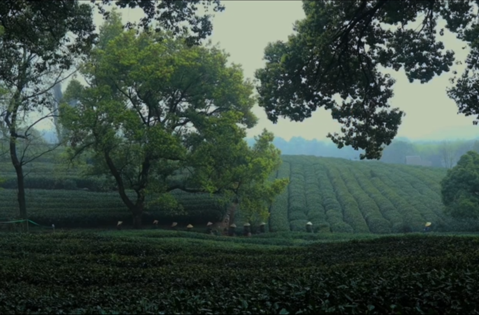 大学生纪实短片二等奖作品《一擂千年，湖湘茶语》