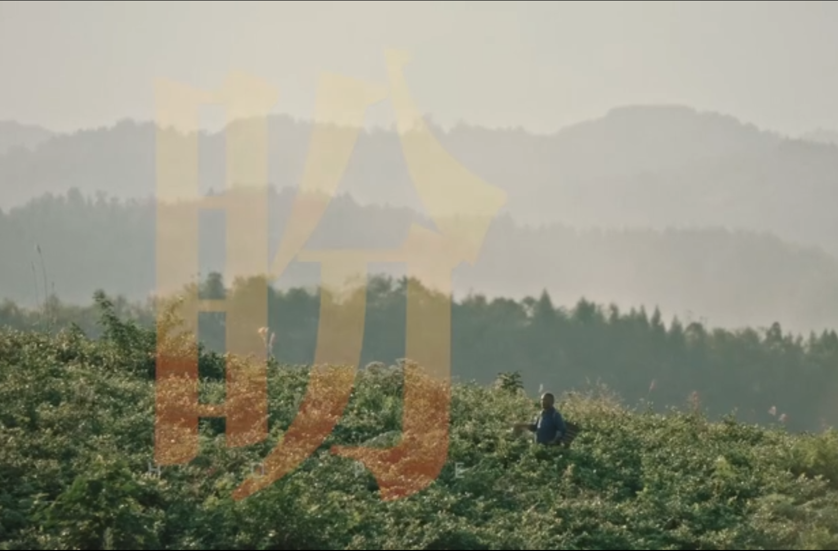 网络短视频三等奖作品《人间有爱·“莓”你不行》