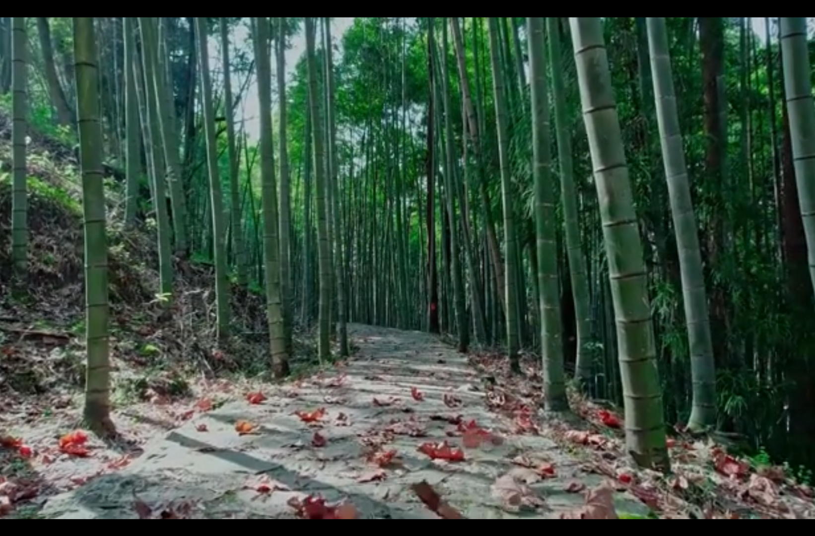 大学生纪实短片二等奖作品《方寸留青》