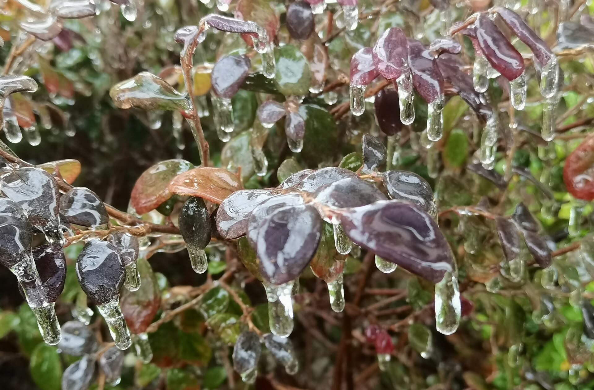 省应急委办公室：2026年首期雪情提醒