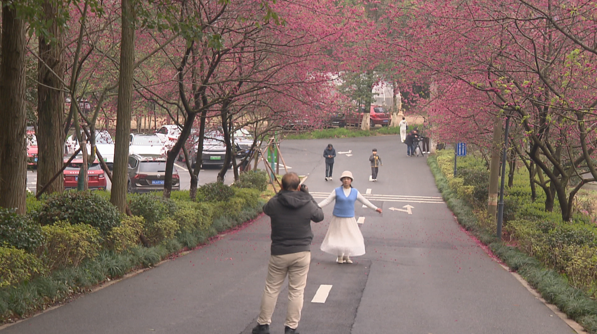 早樱花正盛 赏樱正当时