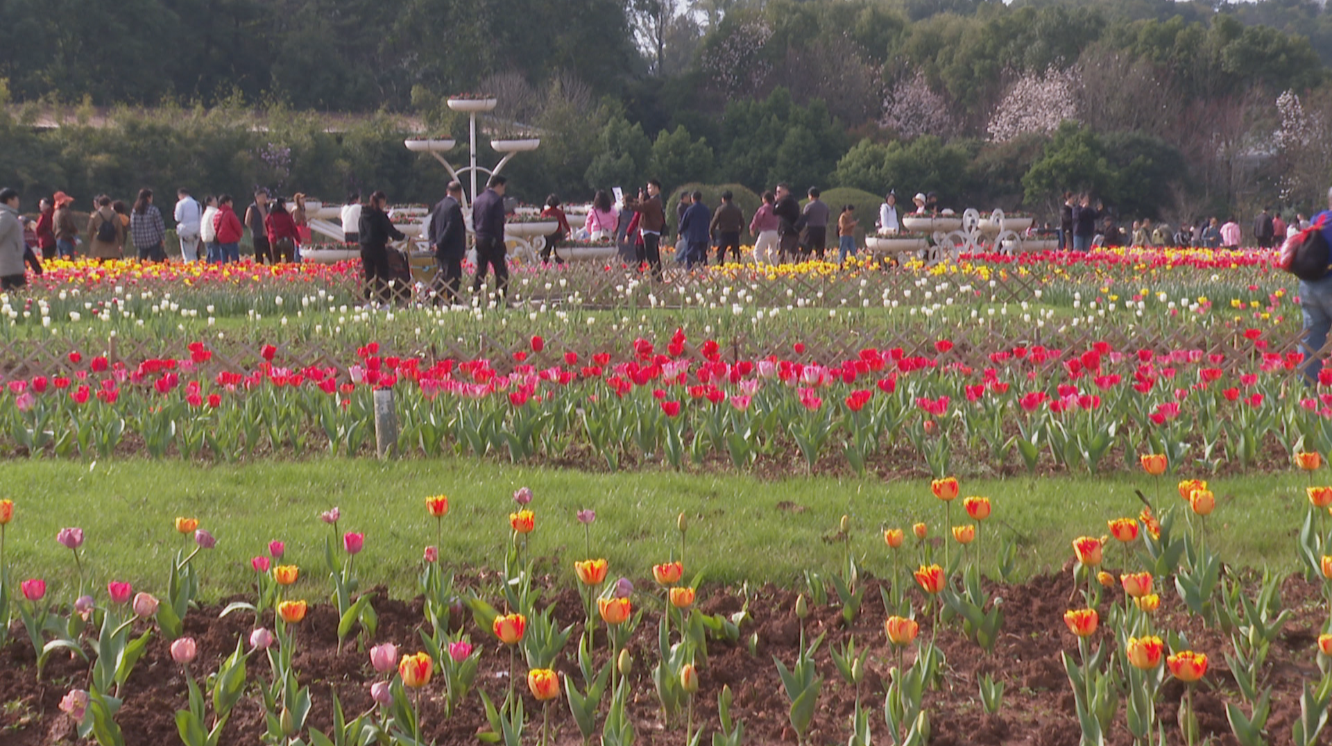 科普联动233所中小学校  湖南省植物园发布“省市共建、免费开放”成果