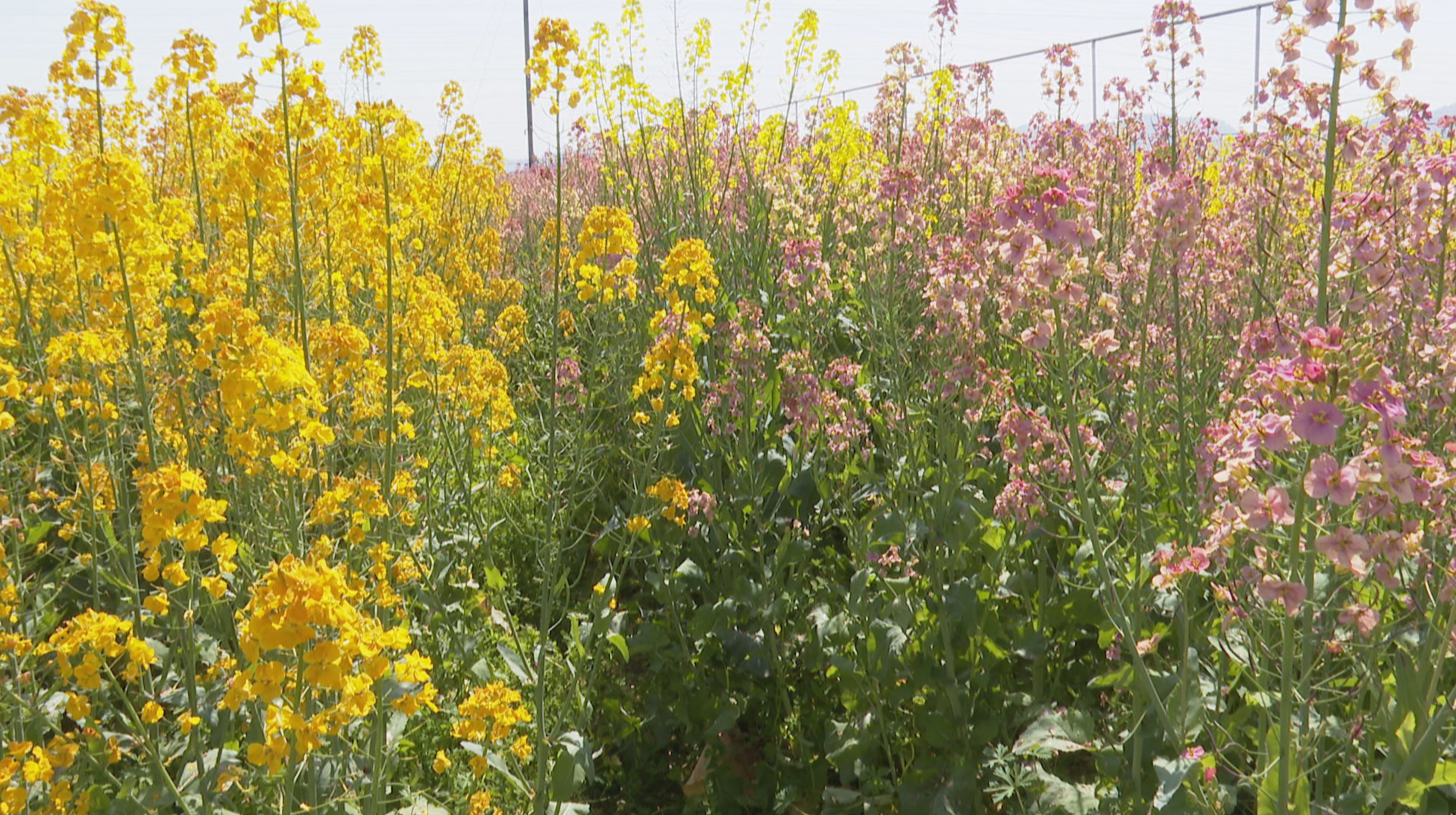 校园发现：把春天调成七彩色  这里的油菜“花海”有学问