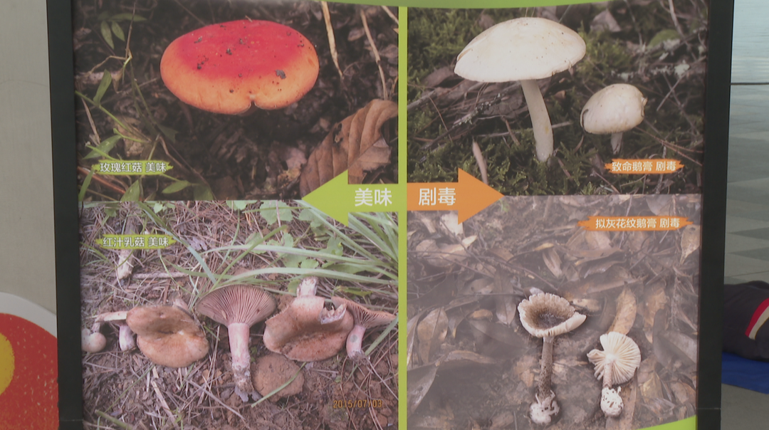 野生蘑菇中毒进入高发季节 专家提醒：不采不食不买卖