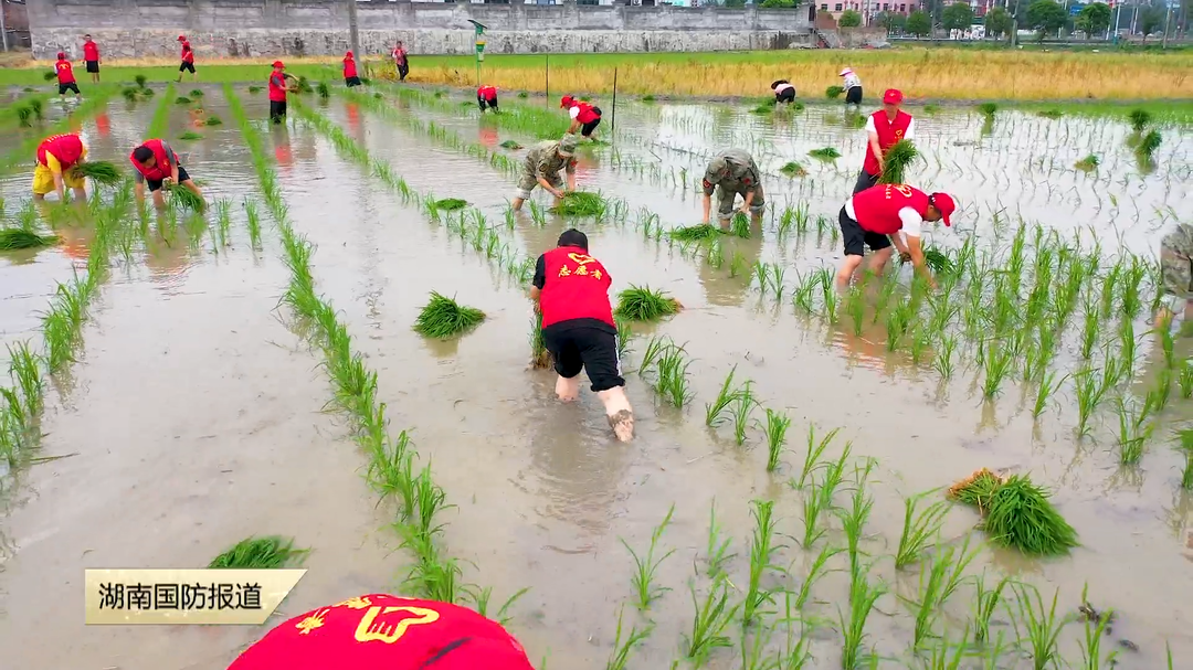 怀化会同——军地联动“及时雨” 助力夏耕保粮仓